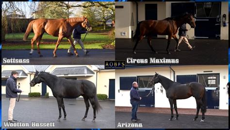 aidan o'brien fansite twitter|apobfs .